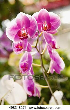 Close-up of flowers in a greenhouse View Large Photo Image Stock Image - Close-up of flowers in a greenhouse. Fotosearch