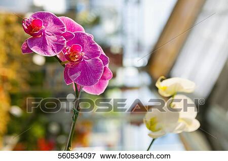 Close-up of flowers in a greenhouse View Large Photo Image Stock Photo - Close-up of flowers in a greenhouse. Fotosearch