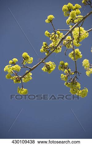 Close-up of flowers View Large Photo Image Stock Photo - Close-up of flowers. Fotosearch