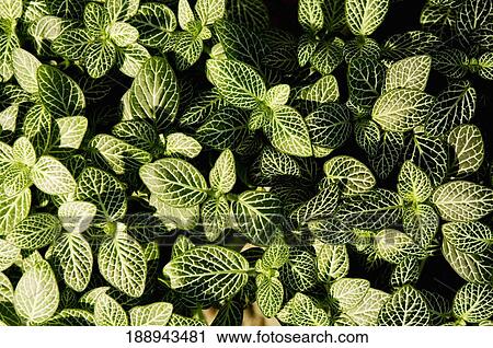 Stock Image - Close-up of leaves. Fotosearch