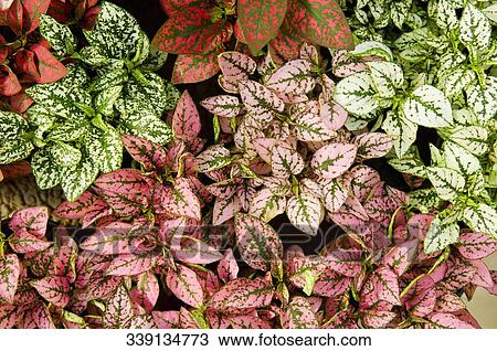Close-up of leaves View Large Photo Image Stock Image - Close-up of leaves. Fotosearch