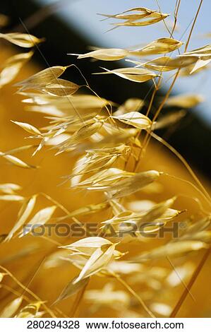 Close-up of oats View Large Photo Image Stock Photo - Close-up of oats. Fotosearch