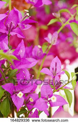 Stock Photograph - Close-up of pink flowers. Fotosearch