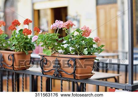 Close-up of potted plants View Large Photo Image Stock Photograph - Close-up of potted plants. Fotosearch