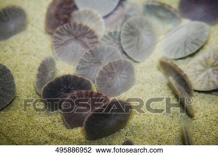 Stock Image - Close-up of Sand dollars underwater. Fotosearch