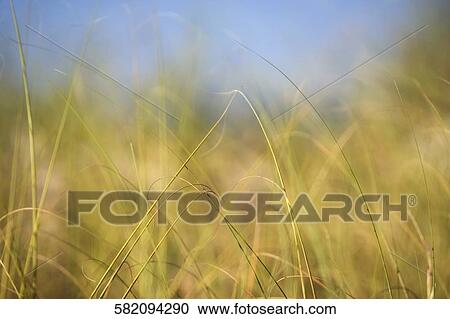 Stock Image - Close-up of tall grass. Fotosearch