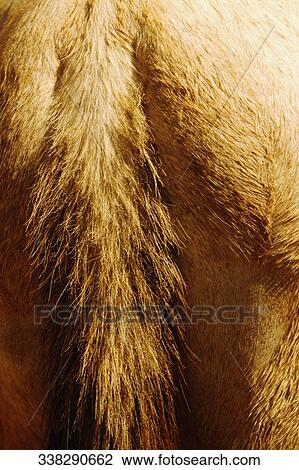 Close-up of the tail of a horse View Large Photo Image Stock Image - Close-up of the tail of a horse. Fotosearch