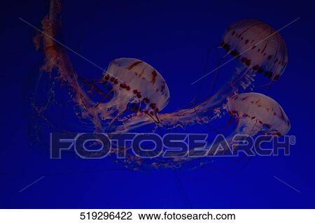 Close-up of three Jelly fish (Chironex fleckeri) in an aquarium, Monterey Bay Aquarium, Monterey, California, USA View Large Photo Image Stock Image - Close-up of three Jelly fish (Chironex fleckeri) in an aquarium, Monterey Bay Aquarium, Monterey, California, USA. Fotosearch