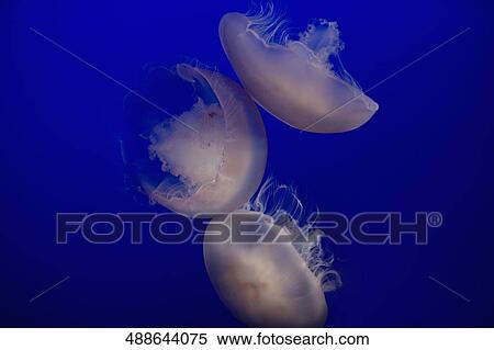Close-up of three Jelly fish (Chironex fleckeri) in an aquarium, Monterey Bay Aquarium, Monterey, California, USA View Large Photo Image Stock Photography - Close-up of three Jelly fish (Chironex fleckeri) in an aquarium, Monterey Bay Aquarium, Monterey, California, USA. Fotosearch