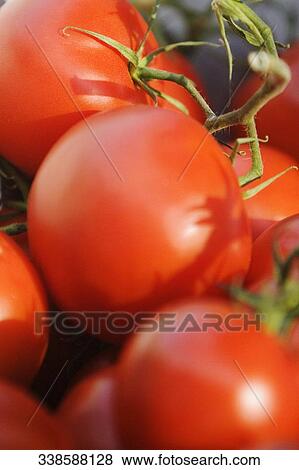 Close-up of tomatoes View Large Photo Image Stock Photo - Close-up of tomatoes. Fotosearch