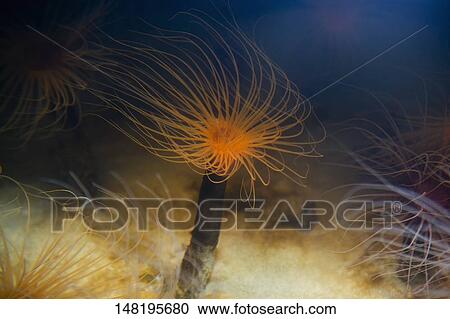 Close-up of tube anemones (Pachycerianthus fimbriatus) in the sea View Large Photo Image Stock Image - Close-up of tube anemones (Pachycerianthus fimbriatus) in the sea. Fotosearch