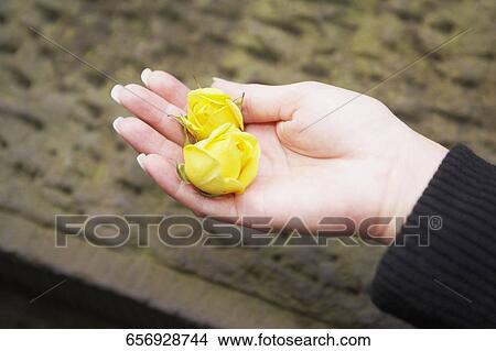 Close-up of two yellow flowers on a person's hand View Large Photo Image Picture - Close-up of two yellow flowers on a person's hand. Fotosearch