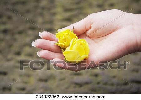 Stock Photo - Close-up of two yellow flowers on a person's hand. Fotosearch