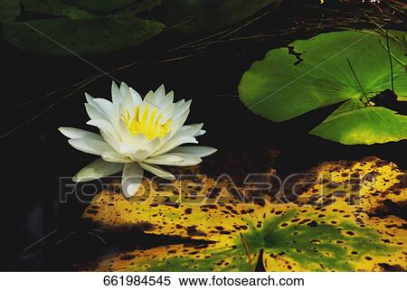 Stock Photography - Close-up of water lily in a pond. Fotosearch