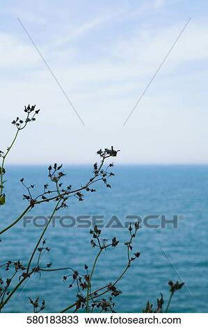 Clouds over the sea View Large Photo Image Stock Image - Clouds over the sea. Fotosearch