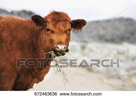 Stock Photograph - Cow in a field, Virginia City, Madison County, Montana, USA. Fotosearch
