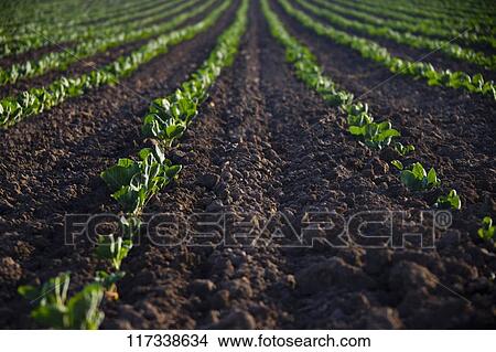 Crop in a field, California, USA View Large Photo Image Picture - Crop in a field, California, USA. Fotosearch