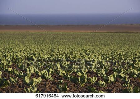 Crop in a field, California, USA View Large Photo Image Picture - Crop in a field, California, USA. Fotosearch