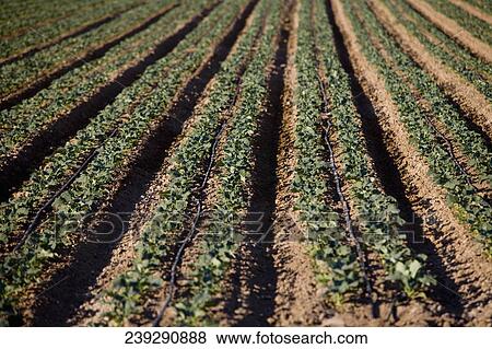 Crop in a field, California, USA View Large Photo Image Stock Photo - Crop in a field, California, USA. Fotosearch