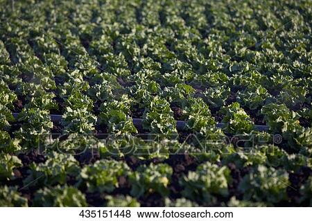 Crop in a field, California, USA View Large Photo Image Stock Photo - Crop in a field, California, USA. Fotosearch