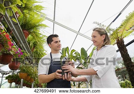 Customer buying a potted plant in a greenhouse View Large Photo Image Stock Image - Customer buying a potted plant in a greenhouse. Fotosearch