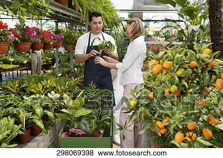 Stock Photo - Customer buying a potted plant in a greenhouse. Fotosearch