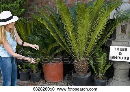 Customer buying potted plants View Large Photo Image Stock Image - Customer buying potted plants. Fotosearch
