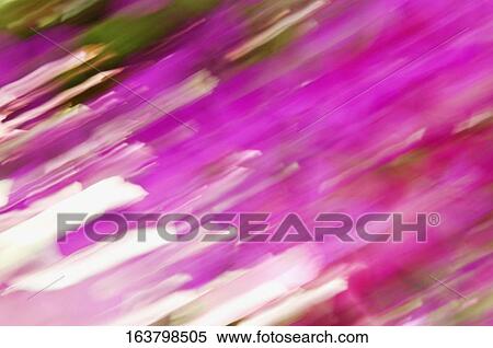 Stock Photography - Defocused view of flowers in a greenhouse. Fotosearch