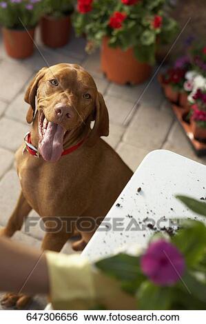 Dog looking at a person gardening View Large Photo Image Stock Photograph - Dog looking at a person gardening. Fotosearch
