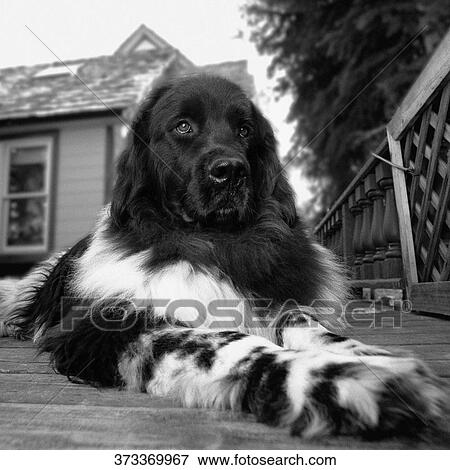 Stock Photo - Dog lying in front of a house. Fotosearch