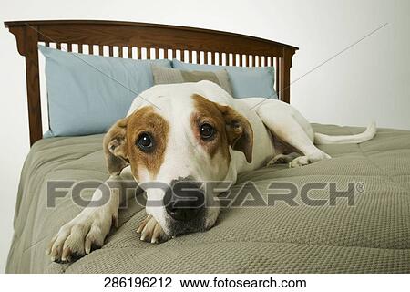 Stock Image - Dog lying on the bed. Fotosearch