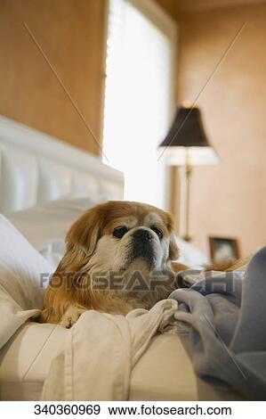 Dog resting on the bed View Large Photo Image Stock Photo - Dog resting on the bed. Fotosearch