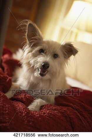 Dog sitting on the bed View Large Photo Image Stock Photograph - Dog sitting on the bed. Fotosearch