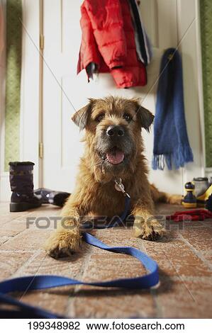 Dog sitting on the floor View Large Photo Image Stock Image - Dog sitting on the floor. Fotosearch