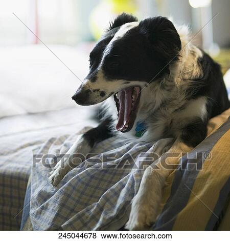 Stock Photo - Dog yawning on the bed. Fotosearch