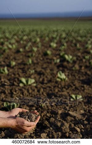 Farmer's hand holding soil in the field, California, USA View Large Photo Image Picture - Farmer's hand holding soil in the field, California, USA. Fotosearch