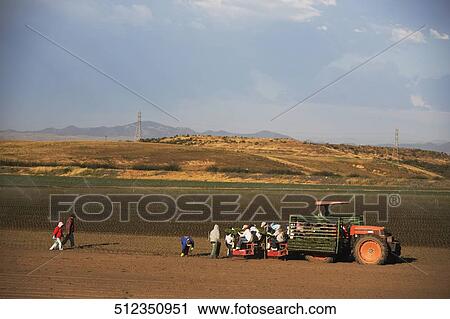 Farmers working in a field, California, USA View Large Photo Image Stock Image - Farmers working in a field, California, USA. Fotosearch