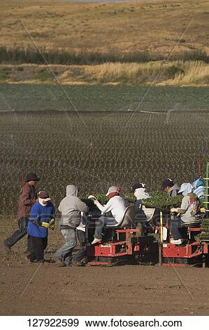 Farmers working in a field, California, USA View Large Photo Image Stock Photo - Farmers working in a field, California, USA. Fotosearch