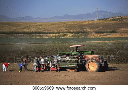 Farmers working in a field, California, USA View Large Photo Image Stock Photo - Farmers working in a field, California, USA. Fotosearch
