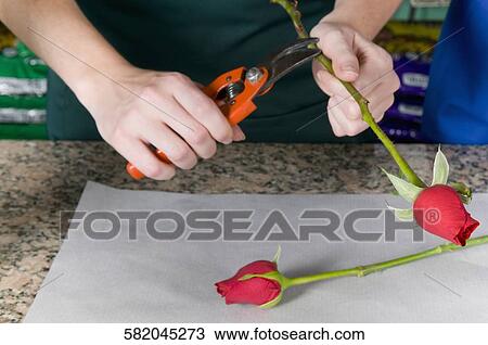 Stock Image - Female florist cutting roses with pruning shears. Fotosearch