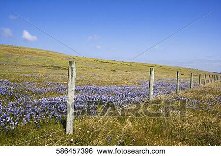 Stock Photograph - Fence in a field, California State Route 1, California, USA. Fotosearch