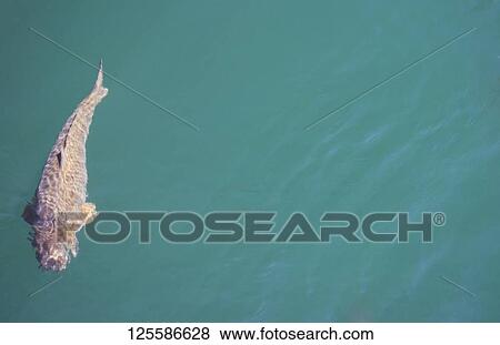 Fish in a lake, Glen Canyon Dam, Lake Powell, Colorado River, Page, Arizona, USA View Large Photo Image Stock Photo - Fish in a lake, Glen Canyon Dam, Lake Powell, Colorado River, Page, Arizona, USA. Fotosearch