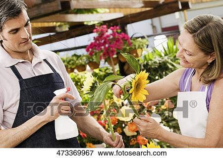 Florists working in a shop View Large Photo Image Stock Photo - Florists working in a shop. Fotosearch