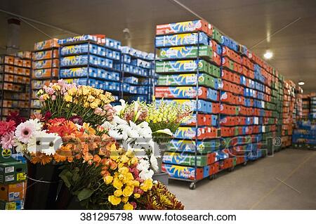 Flower boxes in a warehouse, Miami, Florida, USA View Large Photo Image Stock Photo - Flower boxes in a warehouse, Miami, Florida, USA. Fotosearch