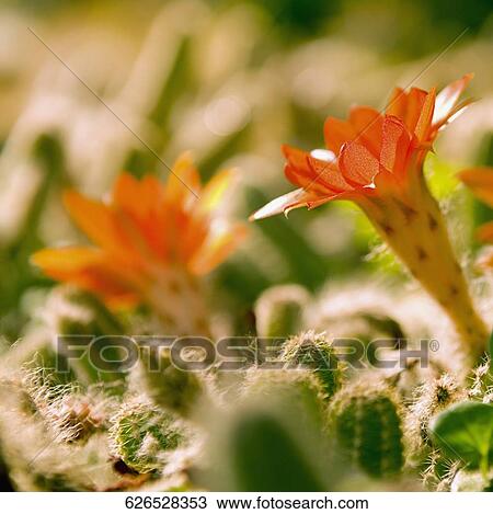 Flowering cacti in a greenhouse View Large Photo Image Stock Image - Flowering cacti in a greenhouse. Fotosearch