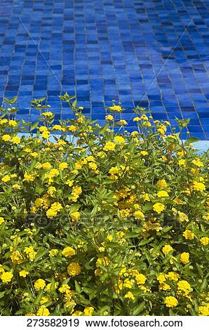 Flowers at the poolside View Large Photo Image Stock Photo - Flowers at the poolside. Fotosearch