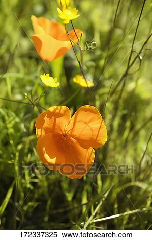 Stock Photography - Flowers in a garden. Fotosearch