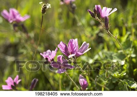 Flowers in a garden View Large Photo Image Stock Photography - Flowers in a garden. Fotosearch
