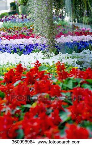 Picture - Flowers in a greenhouse. Fotosearch