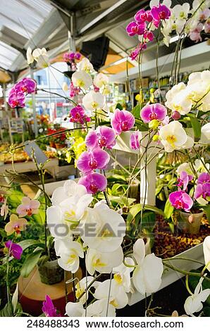 Flowers in a greenhouse View Large Photo Image Stock Image - Flowers in a greenhouse. Fotosearch